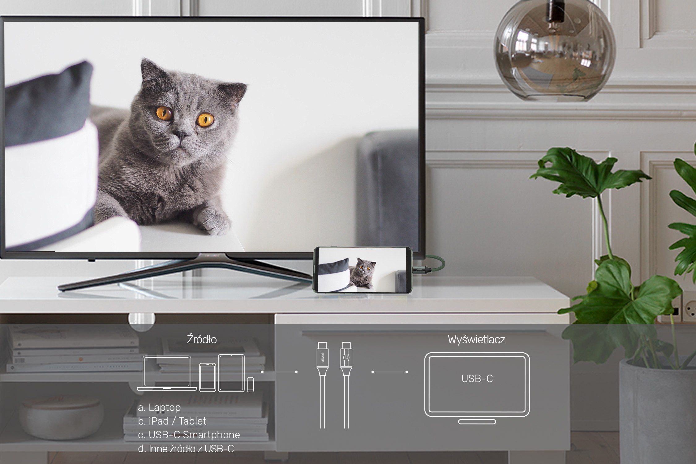 Kot brytyjski na ekranie wyświetlacza z kablem USB-C